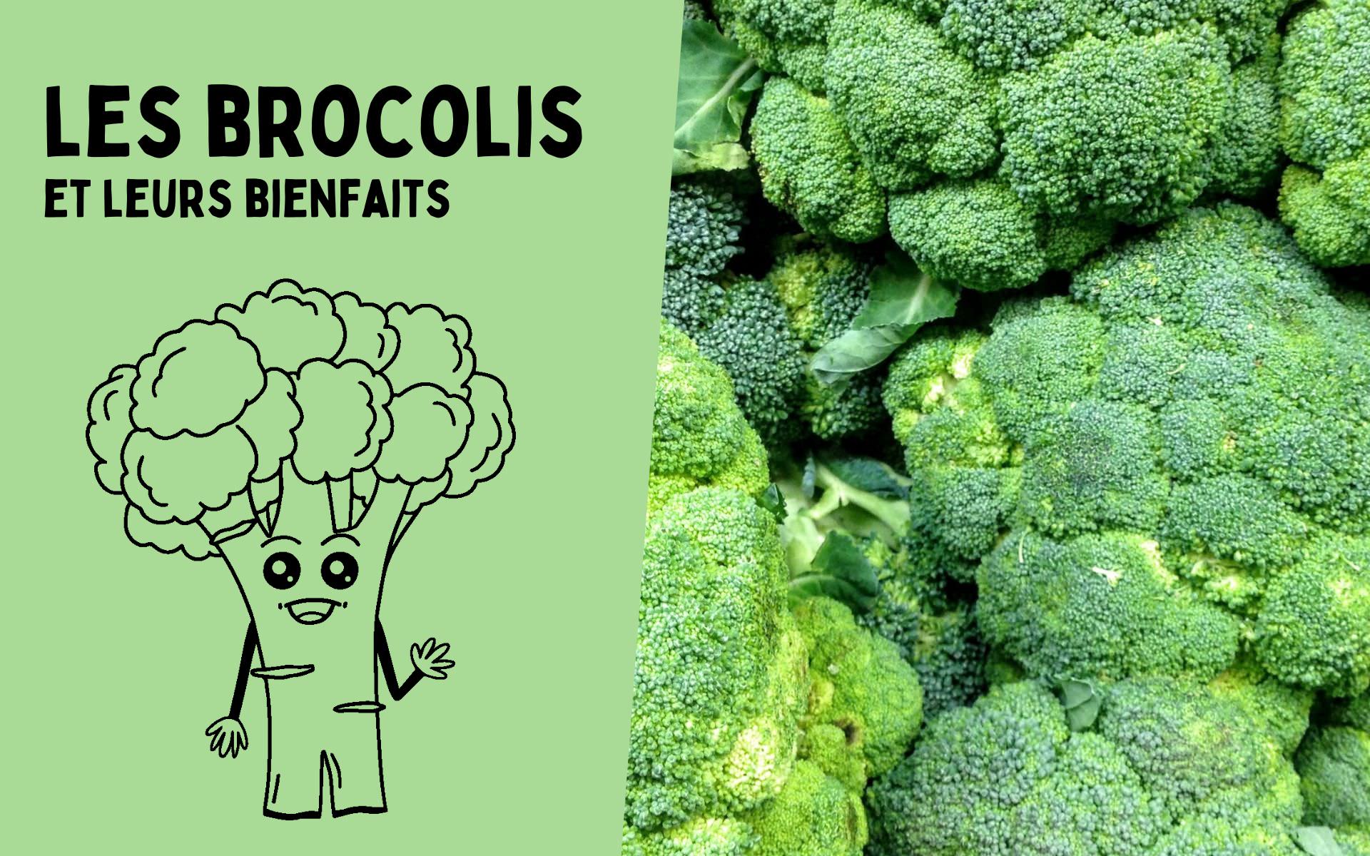 Le brocoli Les Bio Frères